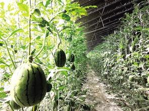 中牟韩寺今日吊瓜价格