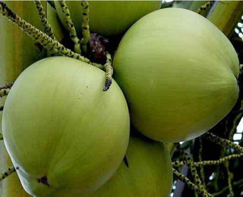 海南水瓜今日价格行情,涨跌互现，市场供需动态解析