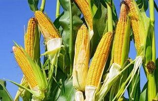 海南水瓜今日价格行情,涨跌互现，市场供需动态解析