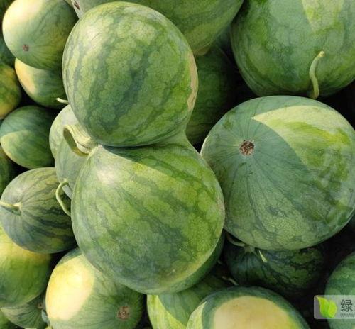 海南水瓜今日价格行情,涨跌互现，市场供需动态解析