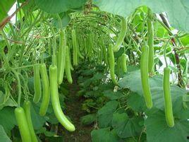 几种热门瓜的种子怎么种,从种子到丰收的全程指南