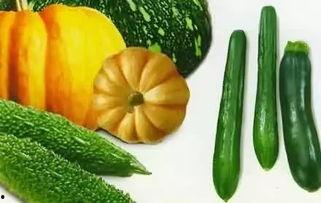 几种热门瓜的种子怎么种,从种子到丰收的全程指南