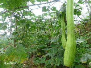 黑砍瓜怎么吃,解锁美味新体验