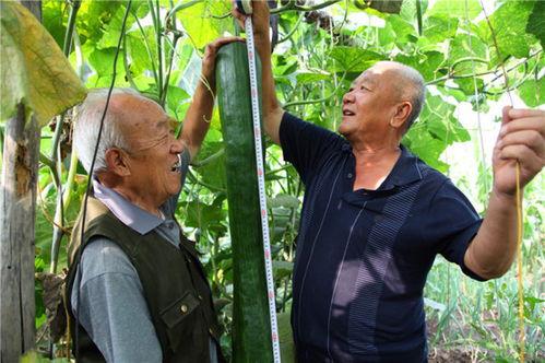 黑砍瓜怎么吃,解锁美味新体验