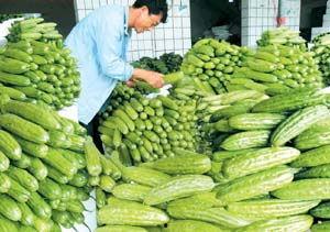 芦苞今日市场瓜菜批发,今日行情一览