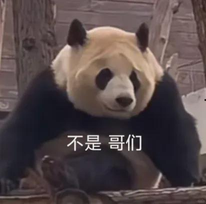 明星网红看熊猫视频,明星与萌宝的甜蜜邂逅