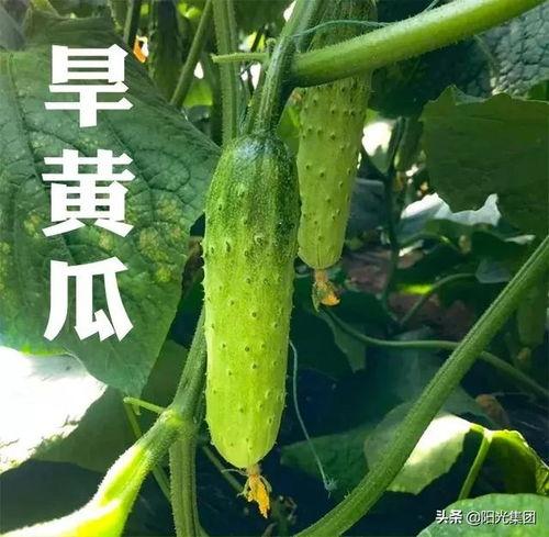 今日旱瓜价格表图片,市场行情一览