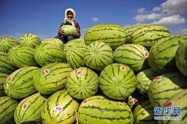 今日旱瓜价格表图片,市场行情一览