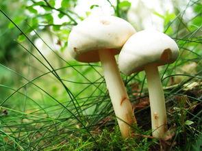 51热门大瓜蘑菇,蘑菇事件揭秘，真相令人震惊