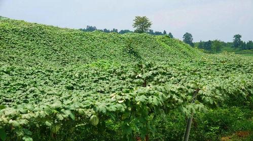 今日翠绿吊瓜价格行情,涨跌互现，市场动态解析