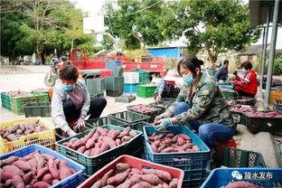 今日海南陵水瓜菜价格,丰收季市场行情喜人