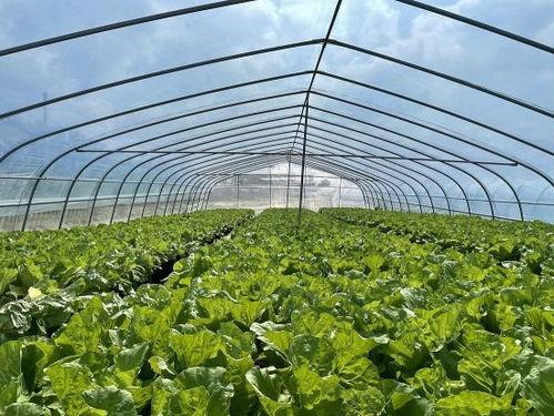 今日海南陵水瓜菜价格,丰收季市场行情喜人