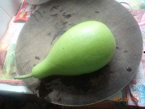 吃葫芦瓜拉黑便,葫芦瓜饮食与黑便现象探究