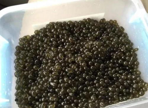 吃贝贝瓜屎会黑吗,吃贝贝瓜屎会变黑吗？