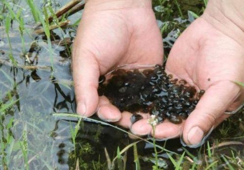 吃贝贝瓜屎会黑吗,吃贝贝瓜屎会变黑吗？