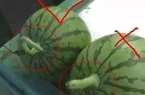 黑瓜吃瓜都有哪些名字,揭秘那些别具一格的瓜名世界