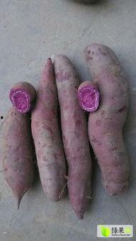 今日龙九地瓜价格,市场行情一览”