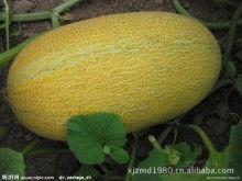 哈密瓜热门吗,夏日消暑佳品，热门水果新宠