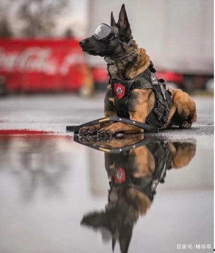 51热门今日吃瓜警犬,51热门今日趣味一幕