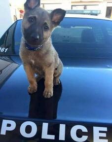 51热门今日吃瓜警犬,51热门今日趣味一幕