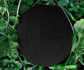 黑瓜吃风雨,黑瓜风雨中的成长历程