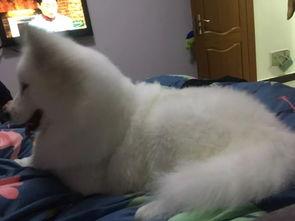 明星网红狗狗是谁,明星宠物的闪耀时刻