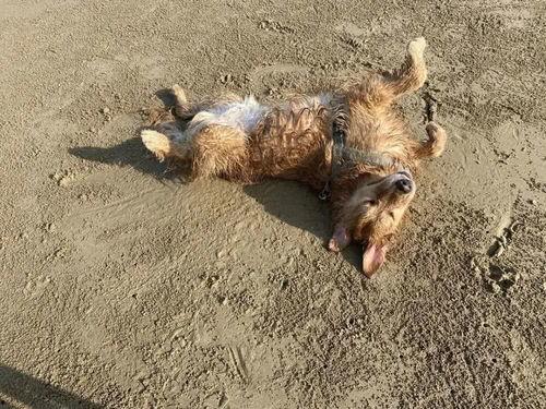 明星网红狗狗是谁,明星宠物的闪耀时刻