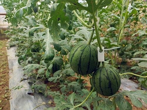 韩寺小吊瓜今日价钱,价格行情一览”