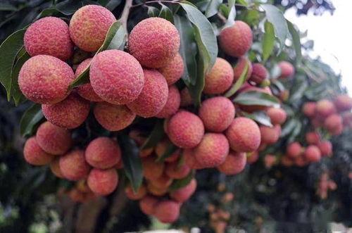 51cg1吃瓜今日热门刀郎,51cg1吃瓜今日热门话题揭秘