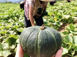 最近各种热门的网红瓜,揭秘近期热门瓜料背后的真相