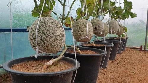 热门哈密瓜种植方法,热门高效栽培技术全解析