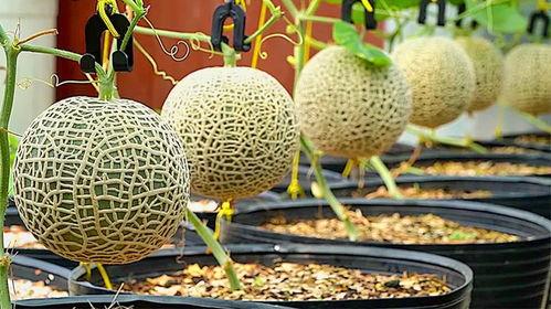 热门哈密瓜种植方法,热门高效栽培技术全解析