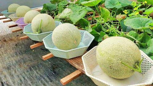 热门哈密瓜种植方法,热门高效栽培技术全解析
