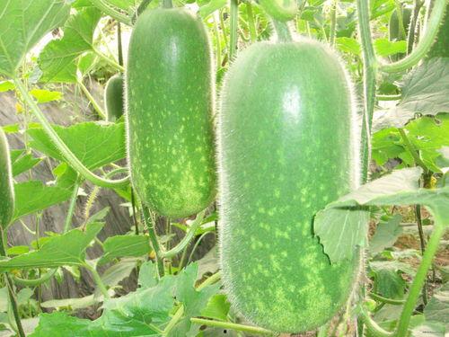恩施热门大瓜种植地址,探寻绿色生态农业新地标