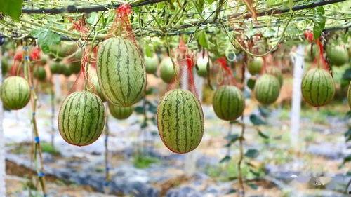 恩施热门大瓜种植地址,探寻绿色生态农业新地标