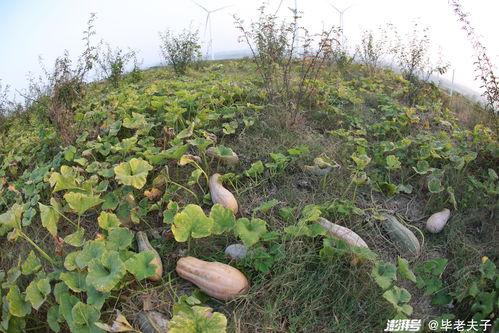 恩施热门大瓜种植地址,探寻绿色生态农业新地标