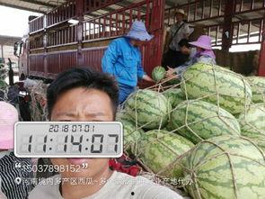 商丘市场今日瓜价行情,多品种瓜果价格平稳上涨