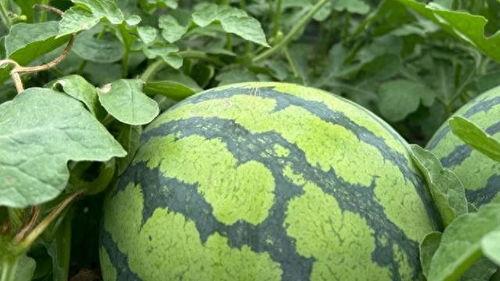 51黑料吃瓜网热点大瓜,最新热点大瓜事件深度解析