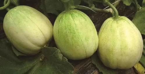 广西白水瓜今日收货价,行情波动，市场动态一览”