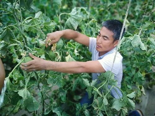 今日大棚小瓜价格表,今日大棚小瓜价格行情分析