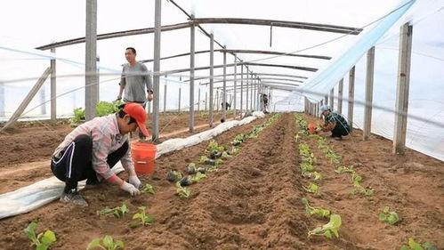 今日大棚小瓜价格表,今日大棚小瓜价格行情分析