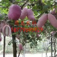 八月瓜热门歌曲,盘点年度热门歌曲