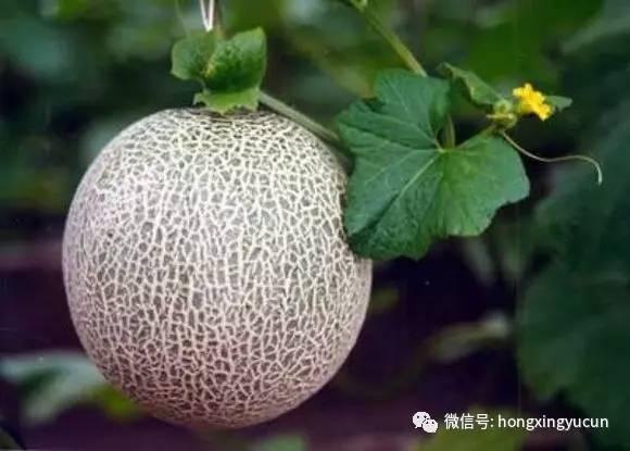 海阳市今日网纹瓜行情,新鲜上市，价格走俏