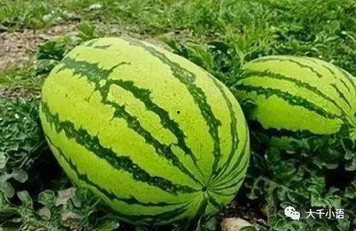 热门大瓜吃瓜中心入口