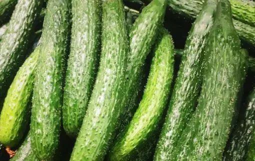 保山小瓜今日价格表,今日行情一览”