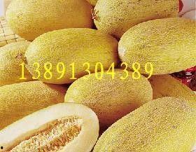 天津批发哈密瓜今日价格,今日行情一览