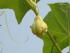 今日佛手瓜性寒吗