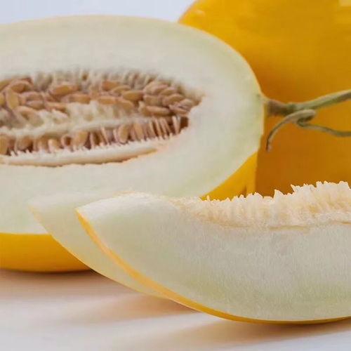 什么鱼吃黑蜜瓜最好呢,黑蜜瓜的美食伴侣