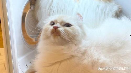 51热门大瓜黑料反差喵小吉,51热门大瓜背后的黑料与反差