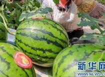 淄博吃瓜爆料事件最新消息,最新进展揭秘，真相即将揭晓